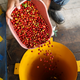 A Colombian coffee grower picks coffee beans in a farm near the small town of San Francisco